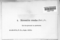 Marasmius oreades image